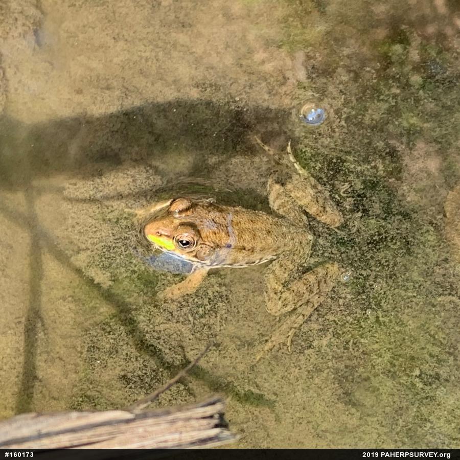 Green Frog