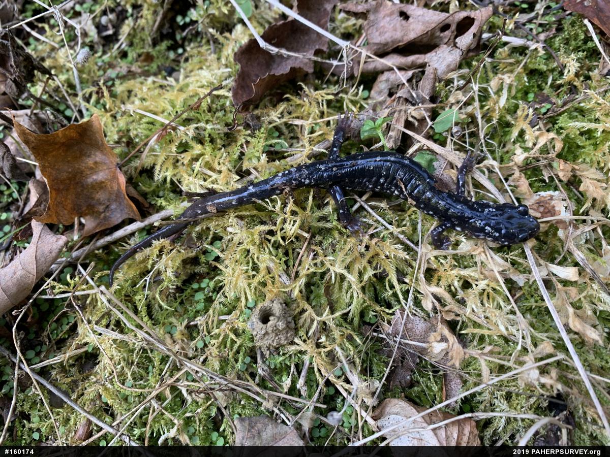 Northern Slimy Salamander
