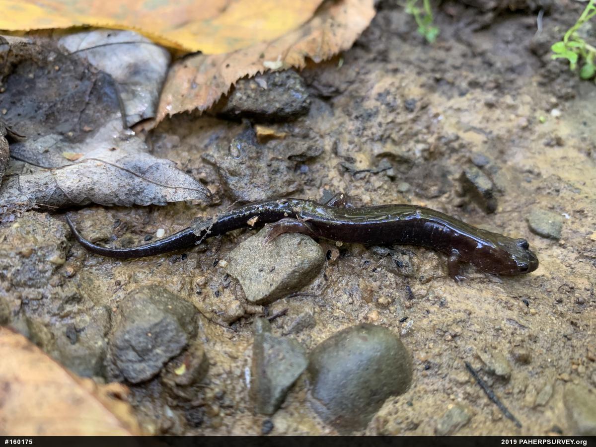 Allegheny Mountain Dusky Salamander