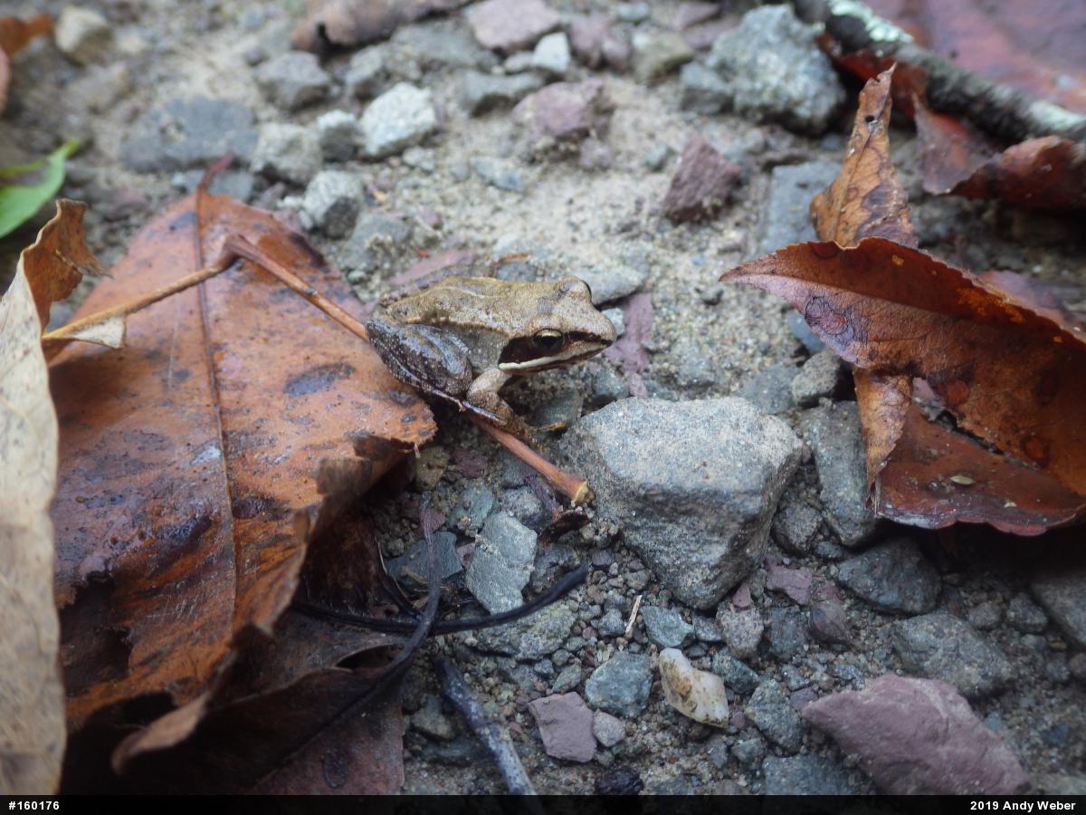 Wood Frog