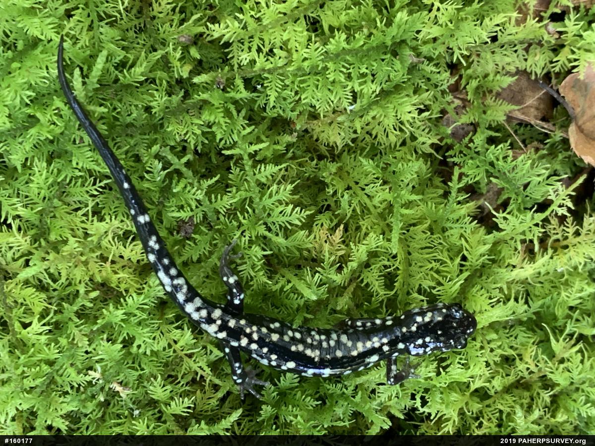 Northern Slimy Salamander