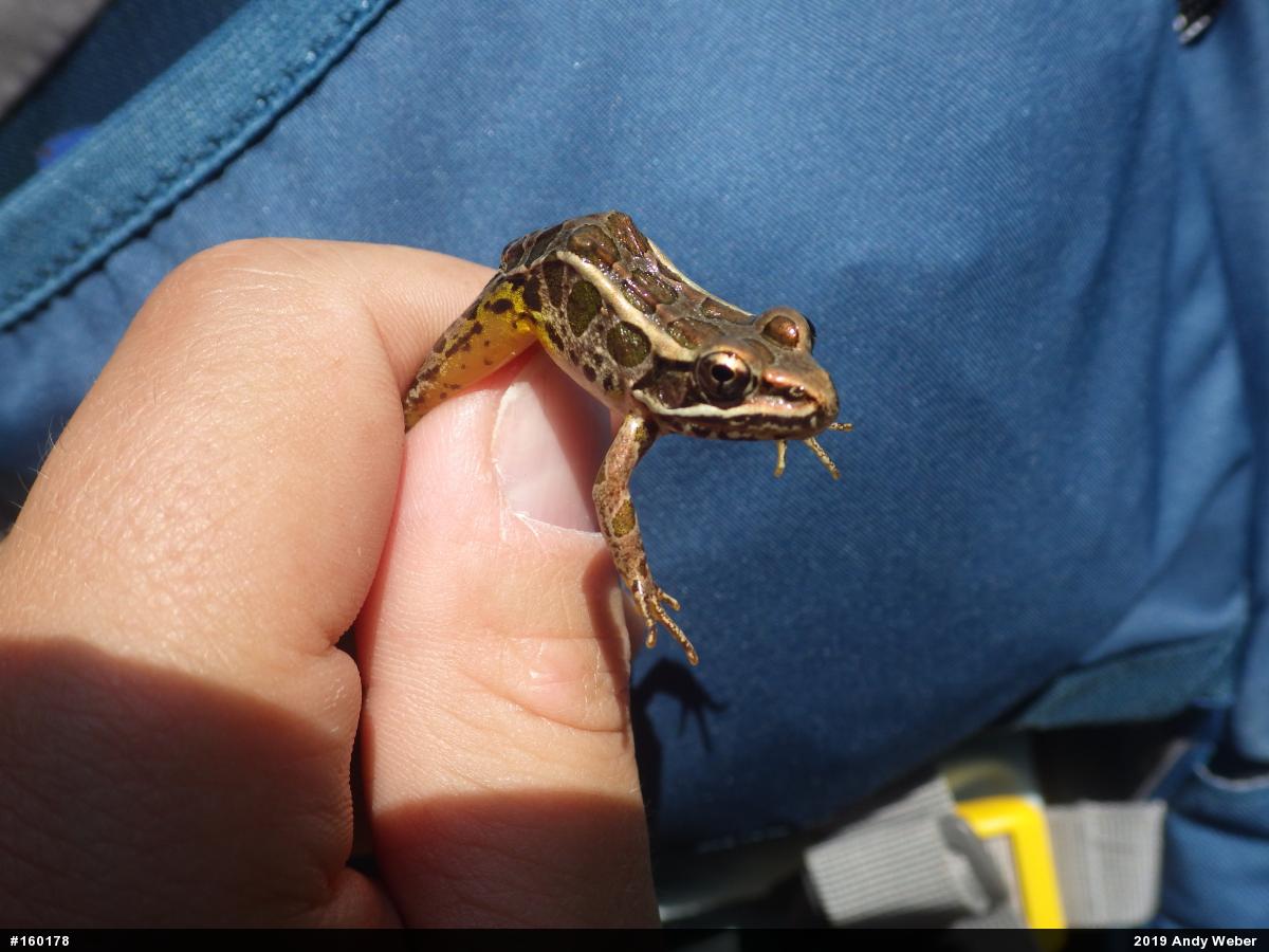 Pickerel Frog