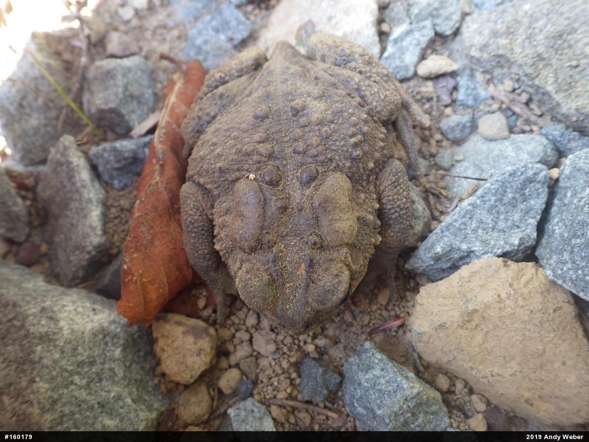 Eastern American Toad