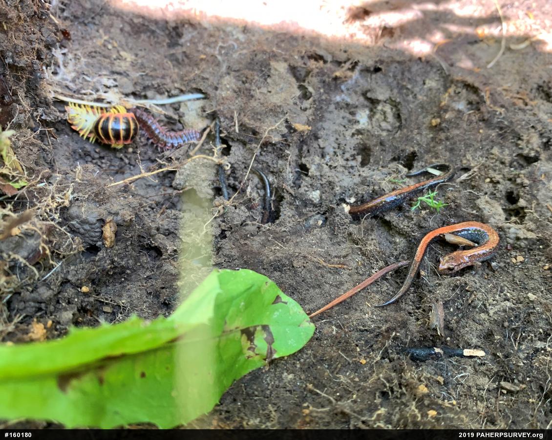 Eastern Red-backed  Salamander