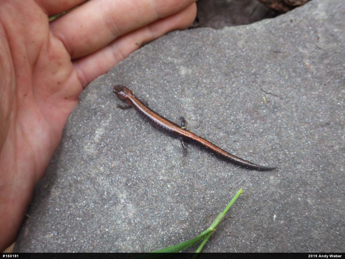 Eastern Red-backed  Salamander