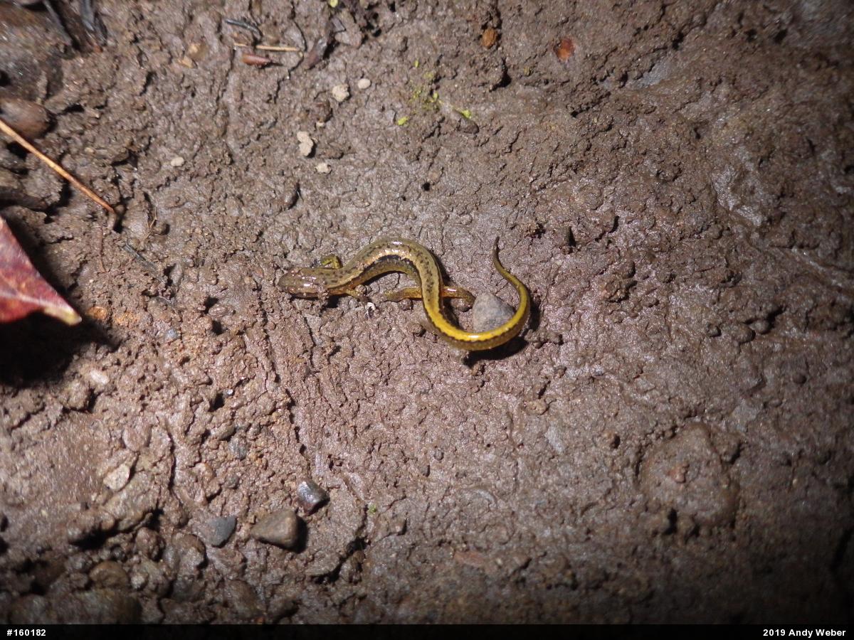 Northern Two-lined Salamander