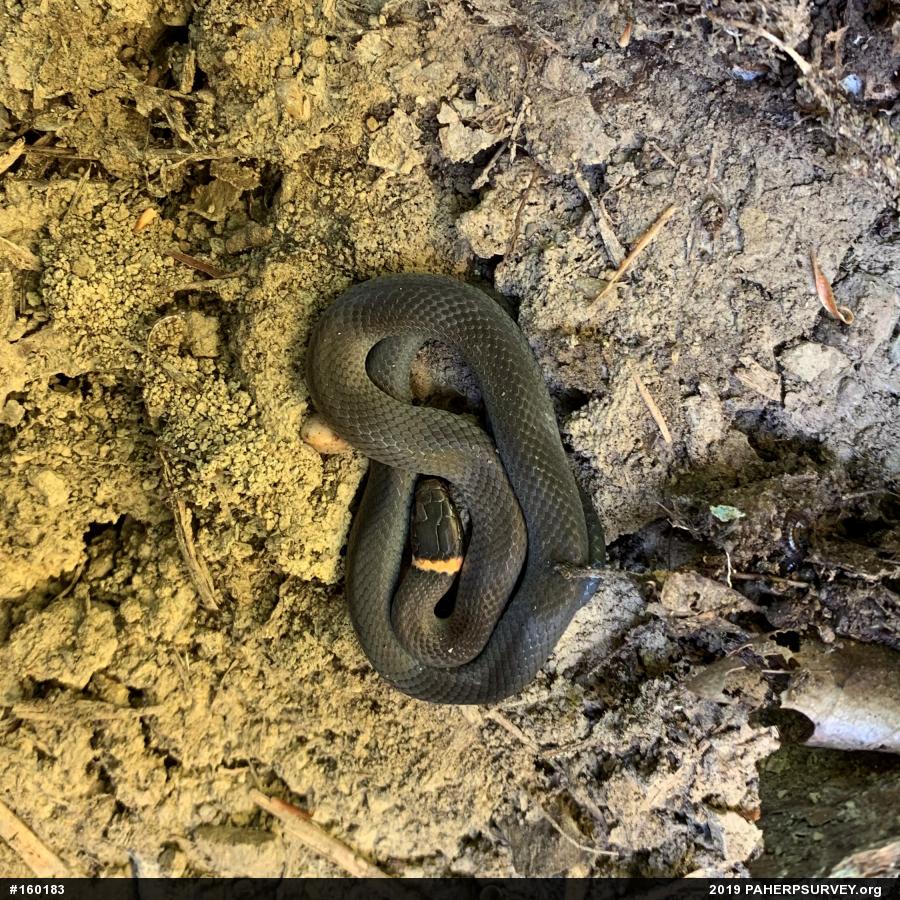 Northern Ring-necked Snake