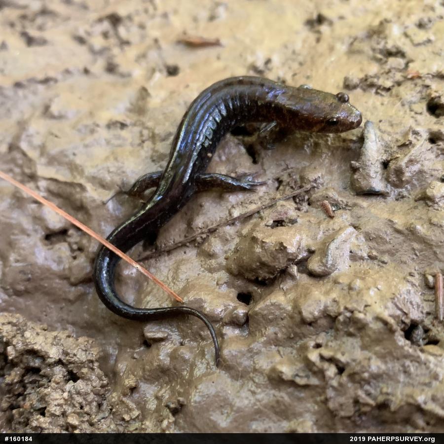 Allegheny Mountain Dusky Salamander