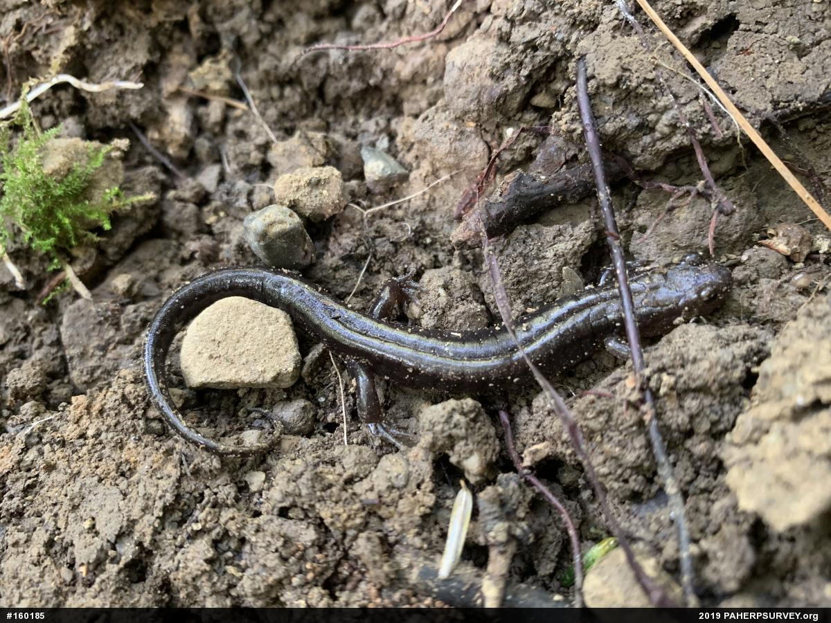 Allegheny Mountain Dusky Salamander