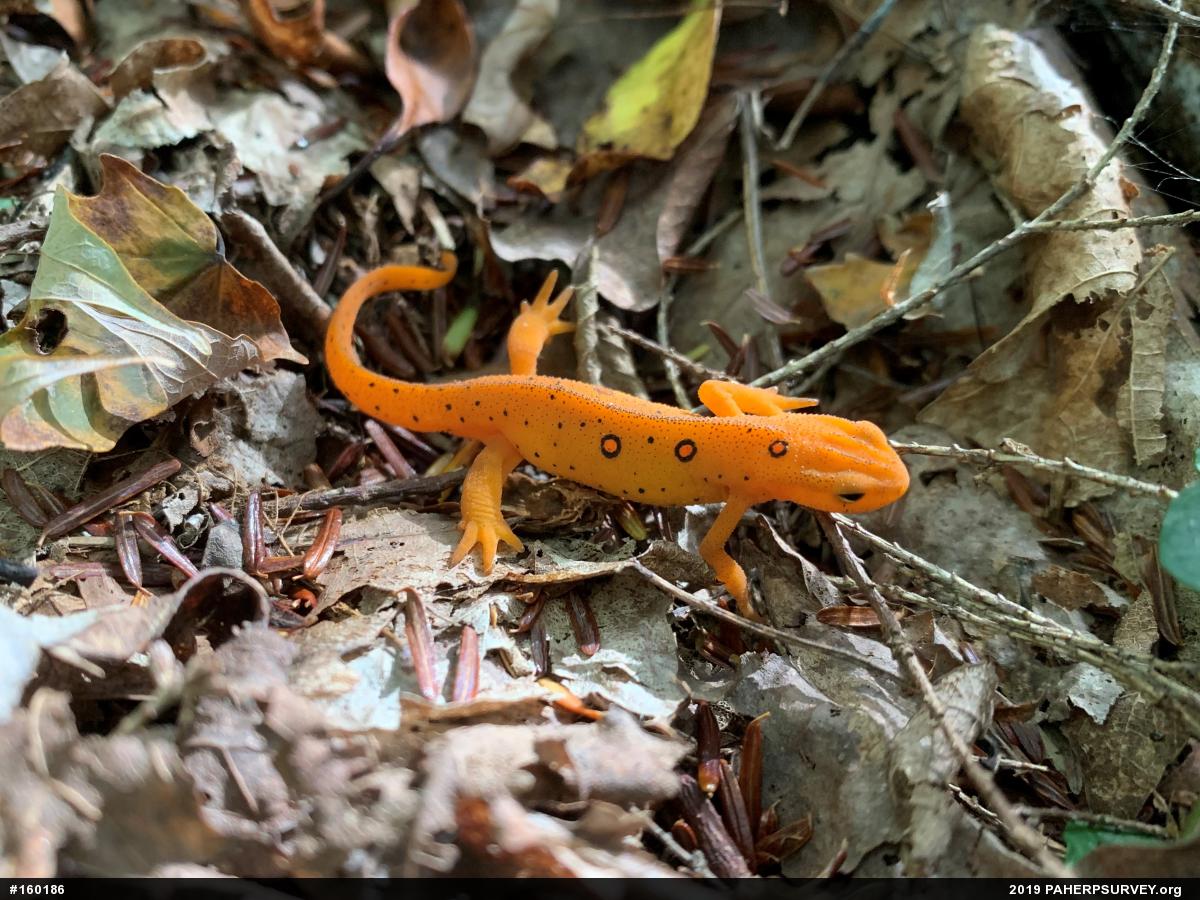 Red-spotted Newt