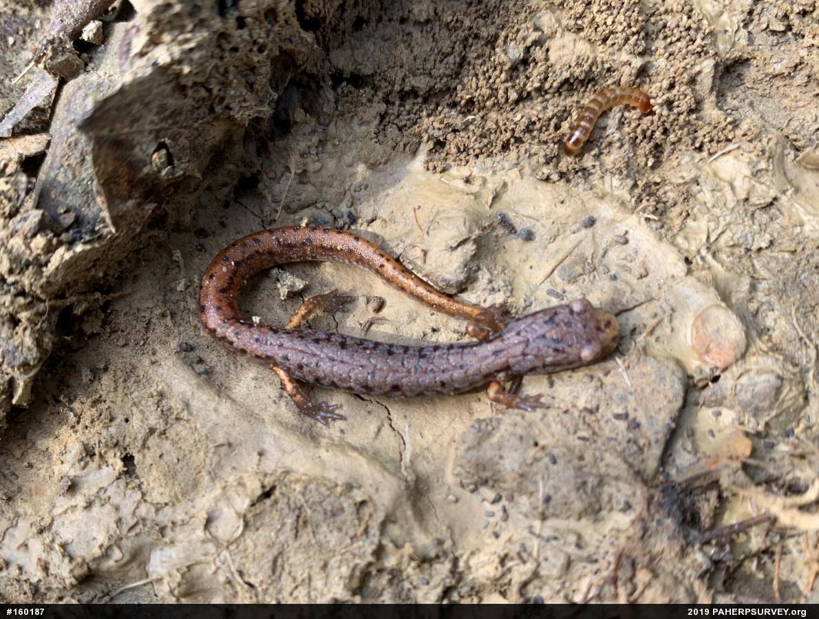 Four-toed Salamander