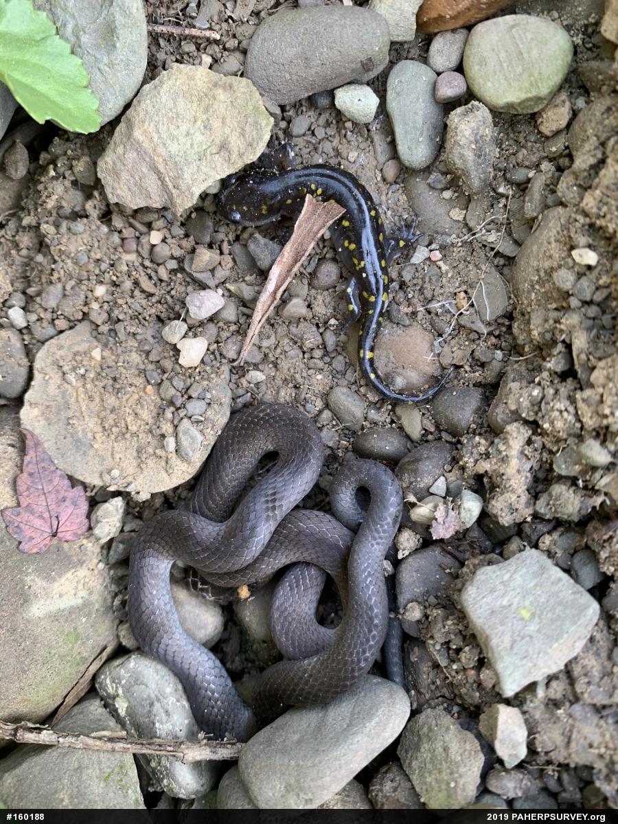 Northern Ring-necked Snake