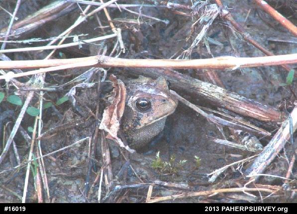 True Toads