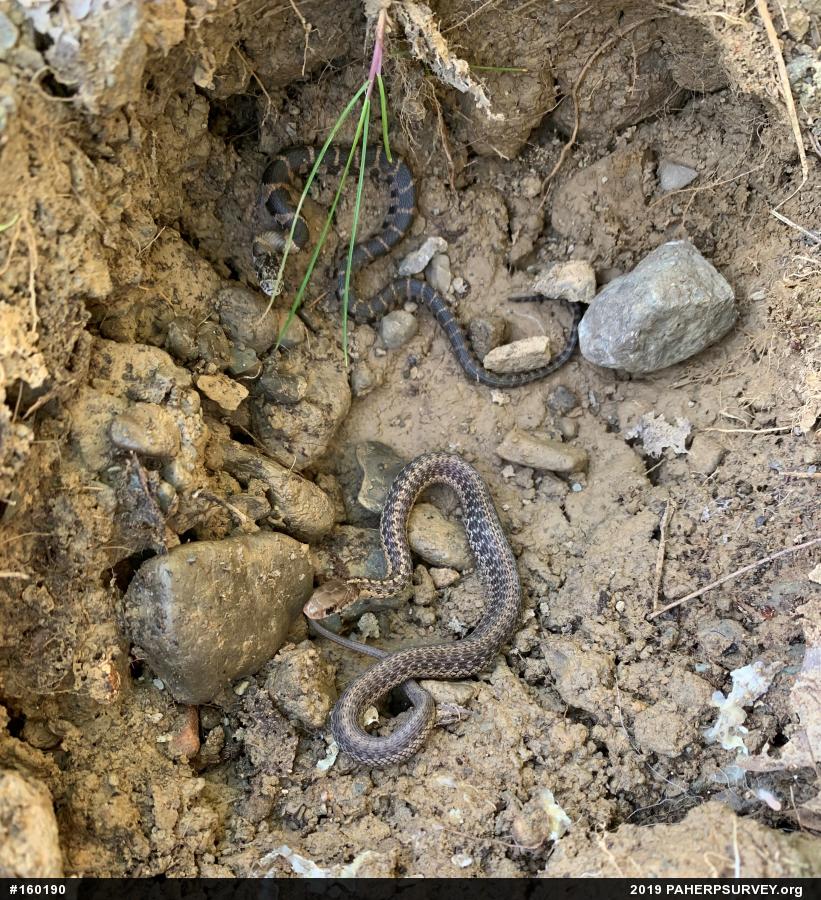 Northern Watersnake