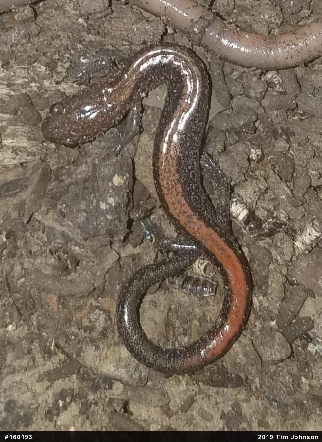 Eastern Red-backed  Salamander