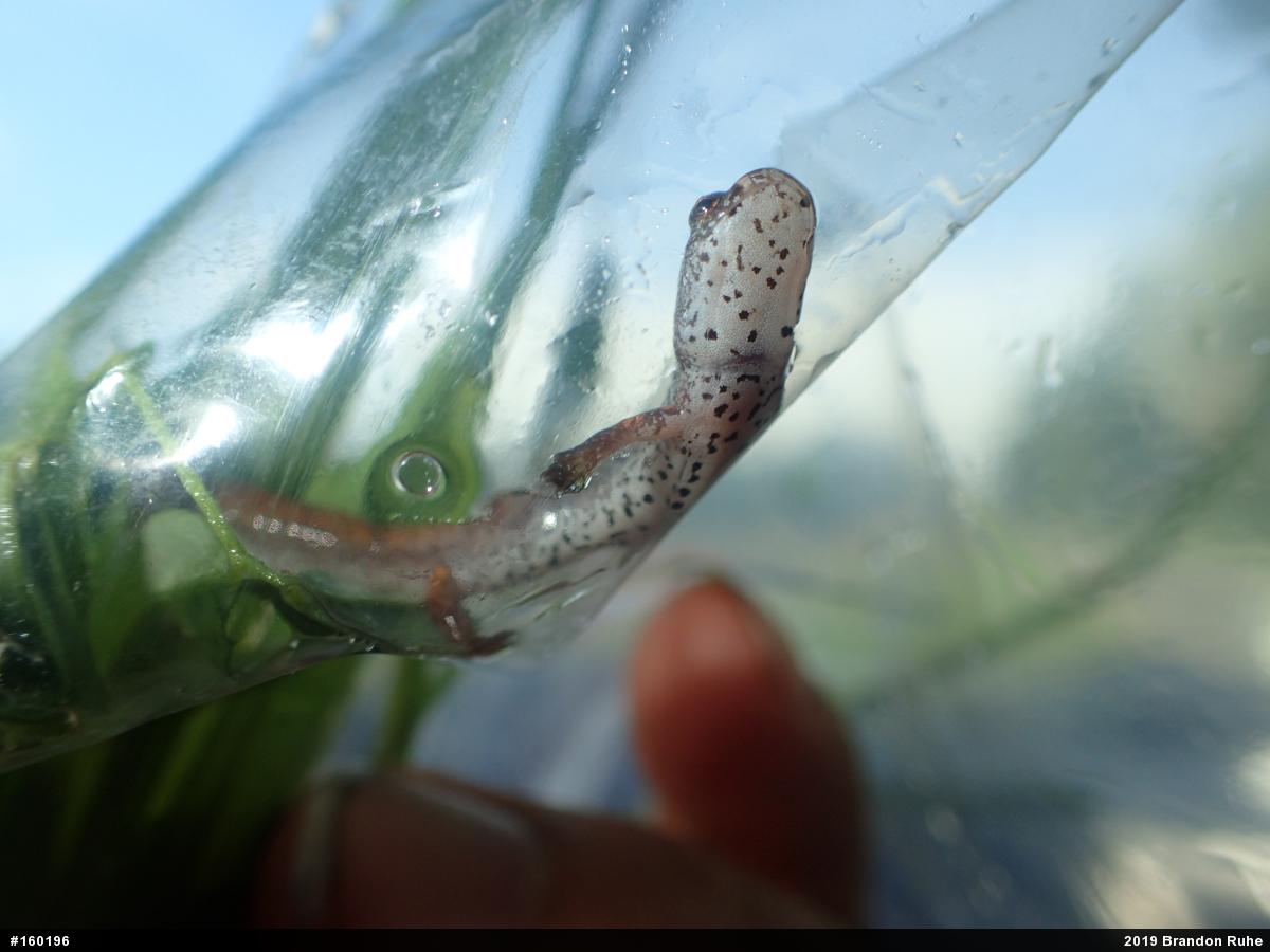 Four-toed Salamander