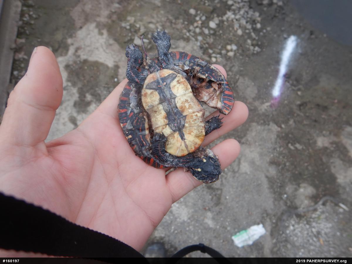 Painted Turtle