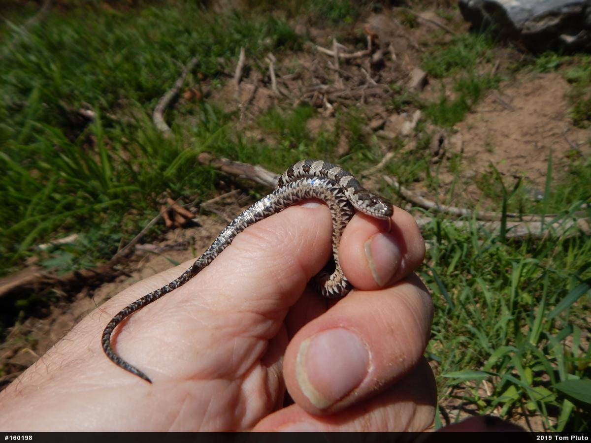 Northern Watersnake