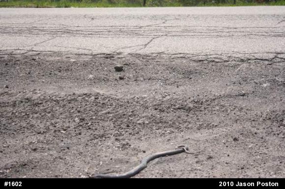 Northern Black Racer