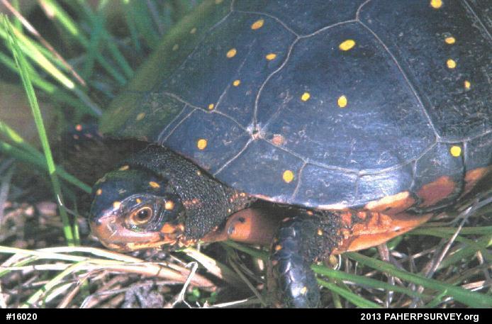 Spotted Turtle