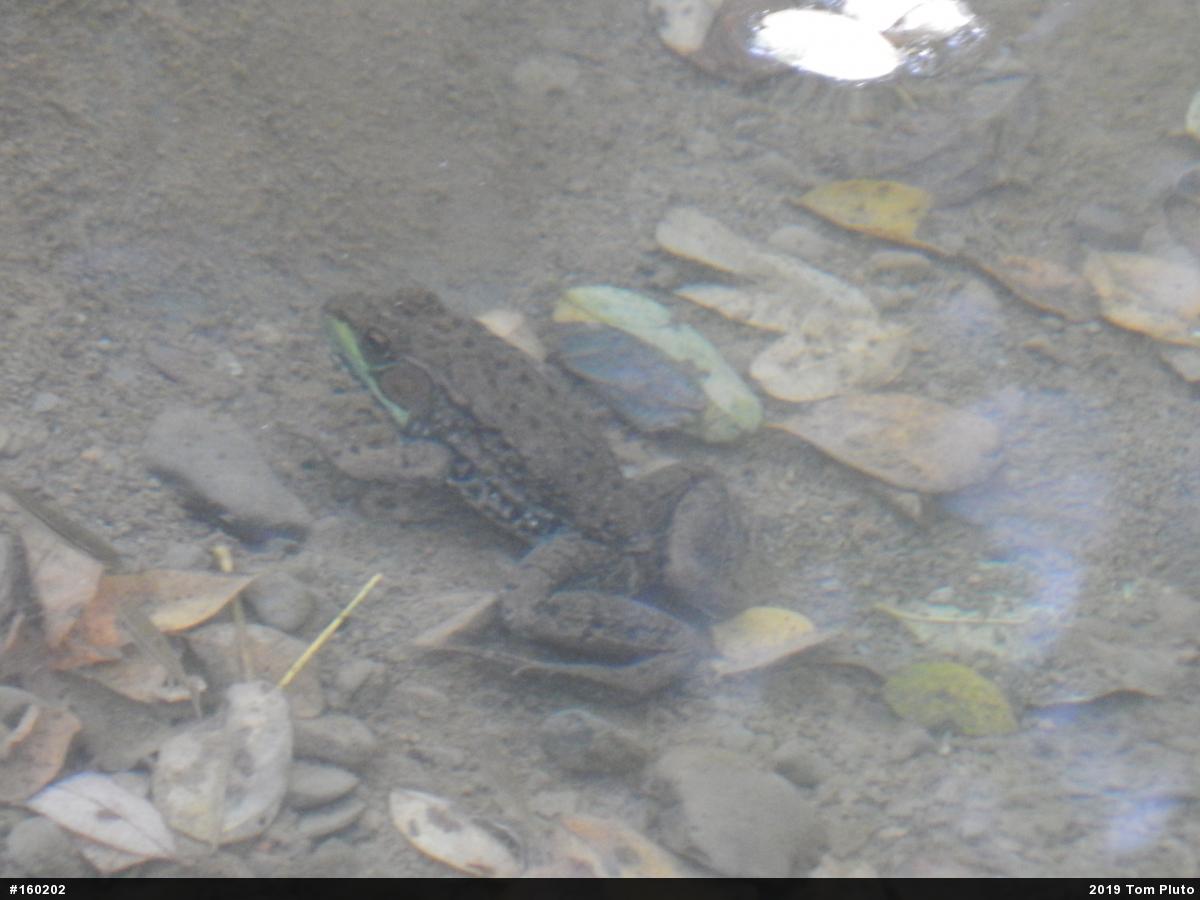Green Frog