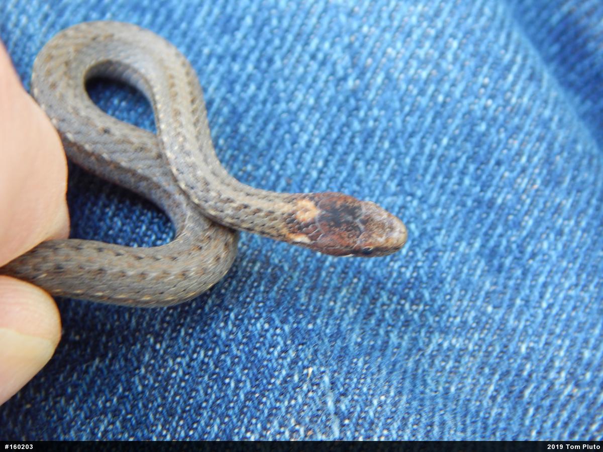Red-bellied Snake