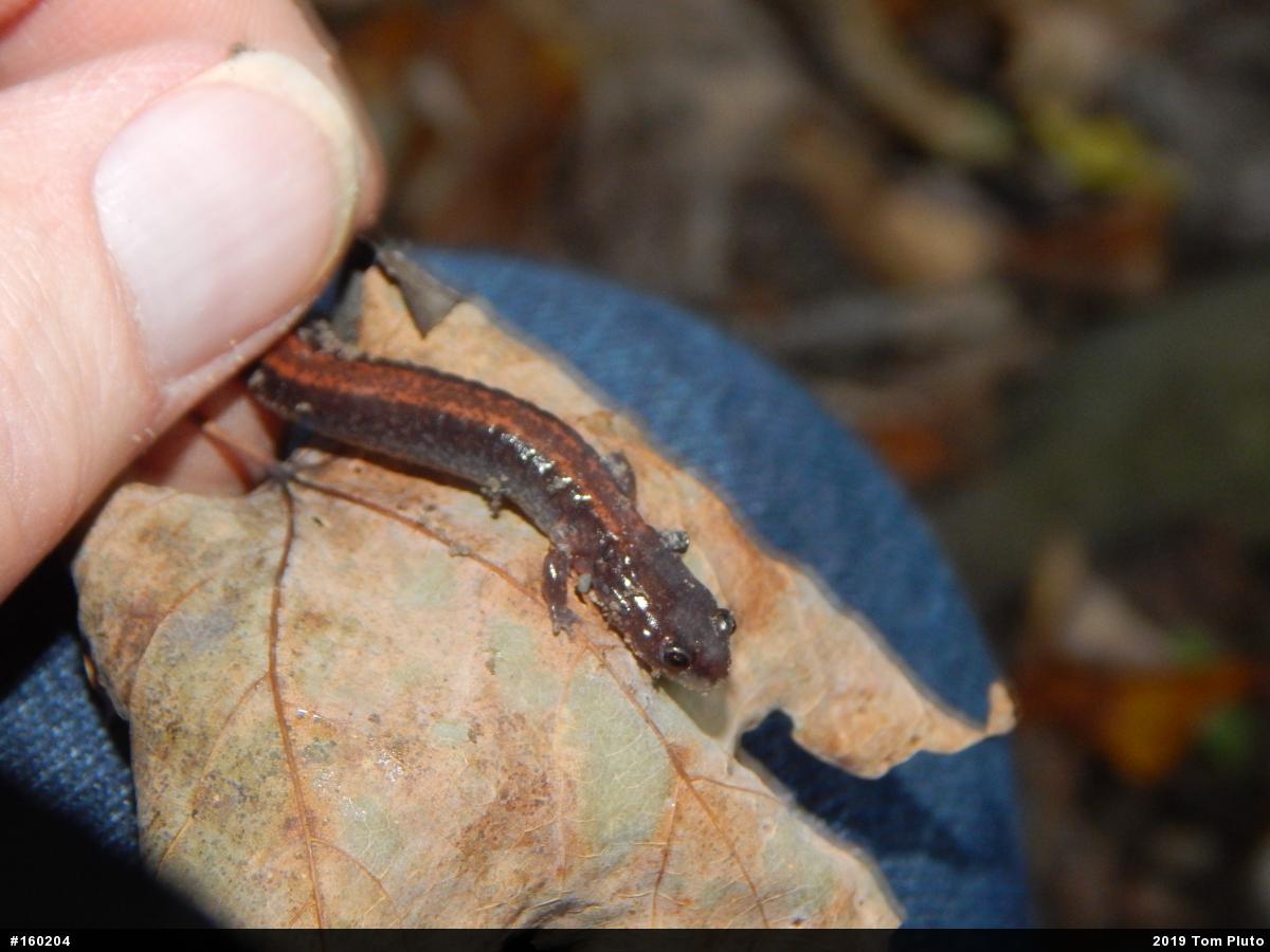 Eastern Red-backed  Salamander