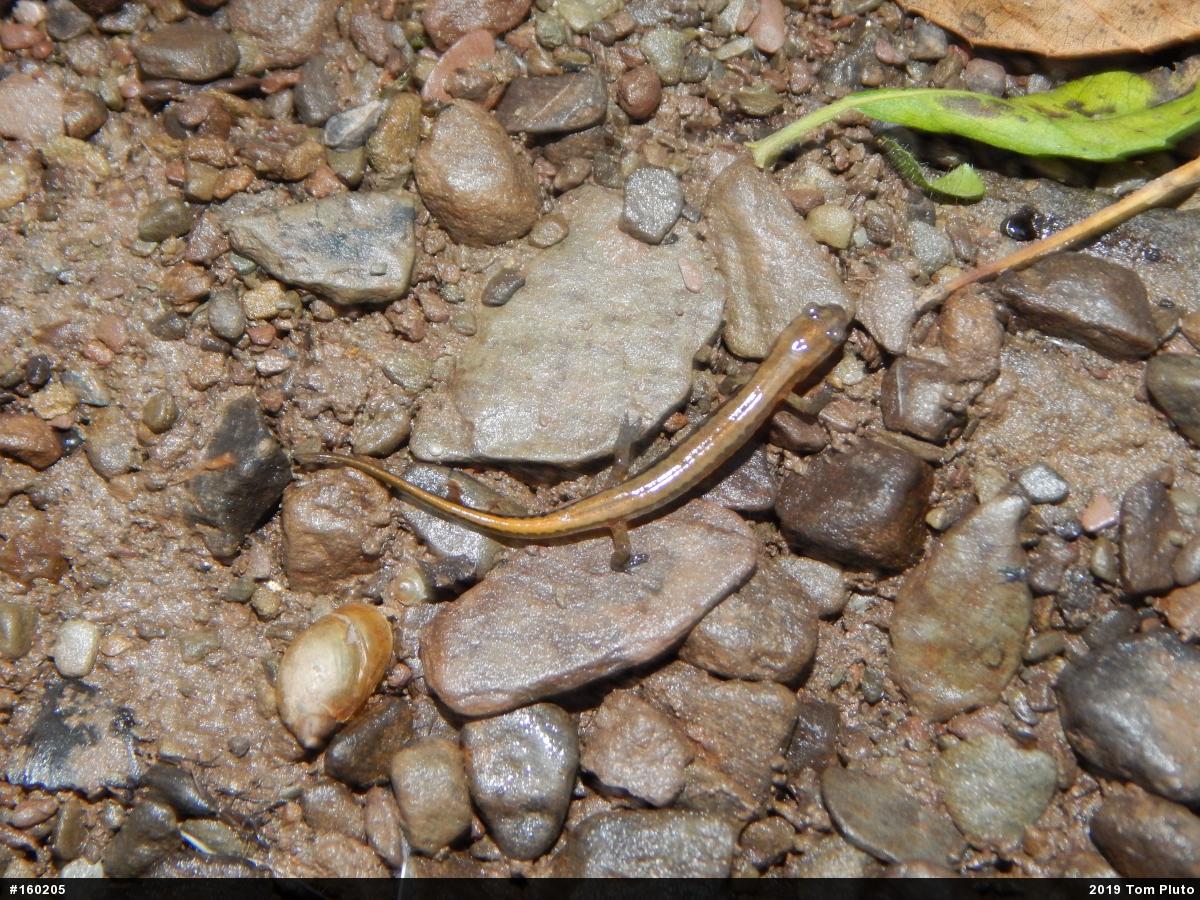 Northern Two-lined Salamander