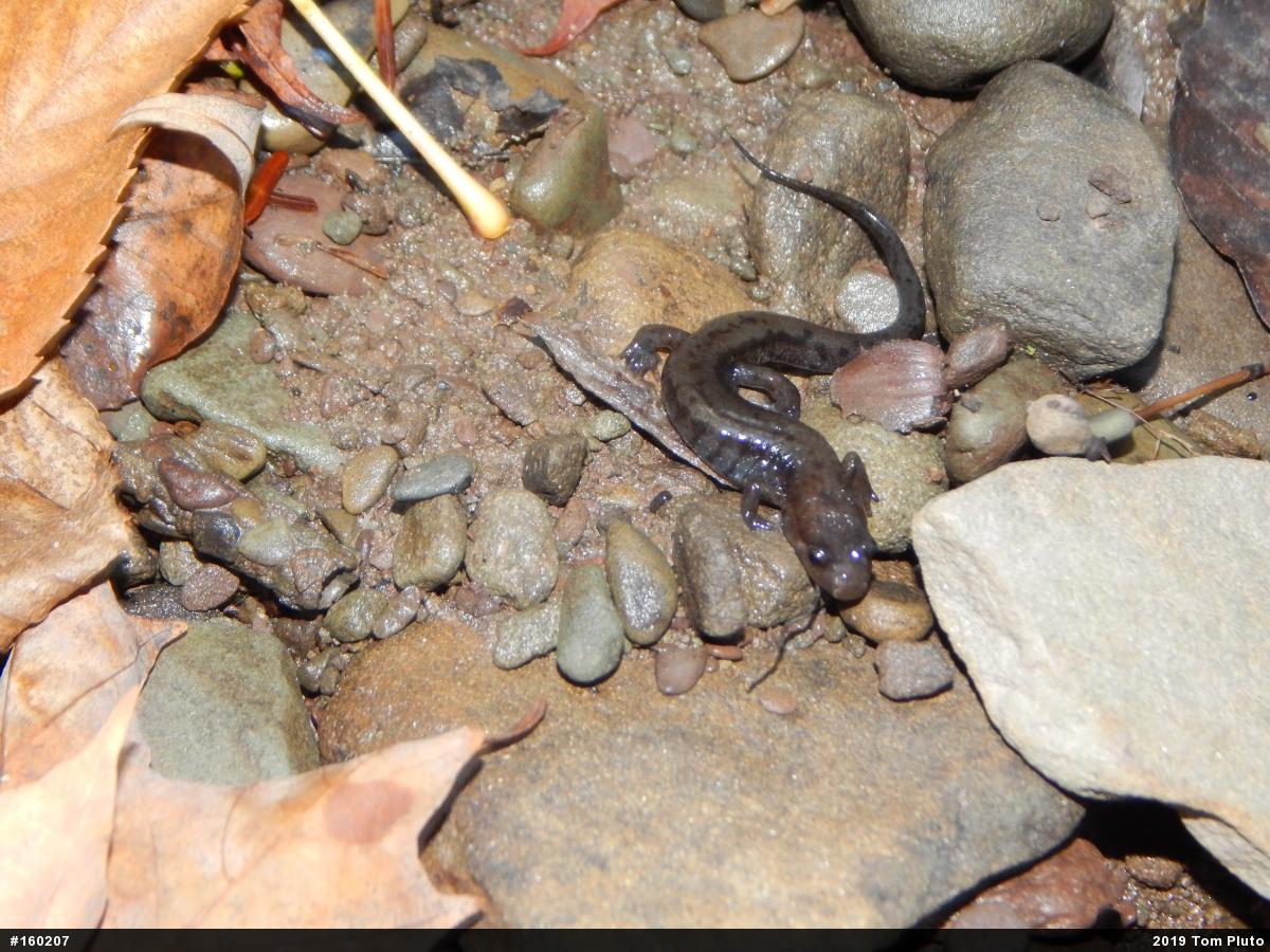 Allegheny Mountain Dusky Salamander
