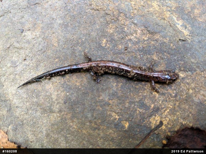 Eastern Red-backed  Salamander