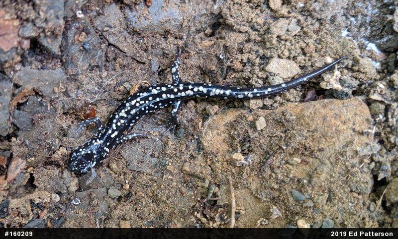 Northern Slimy Salamander