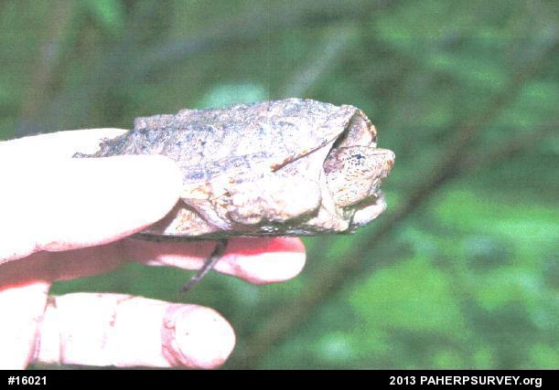 Snapping Turtle