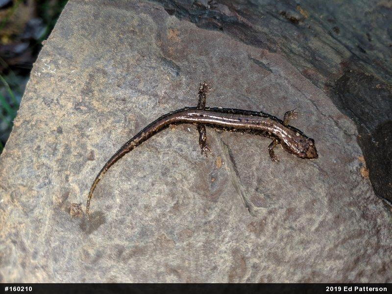 Allegheny Mountain Dusky Salamander