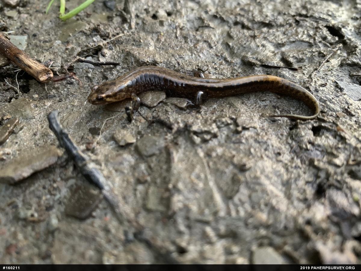 Allegheny Mountain Dusky Salamander