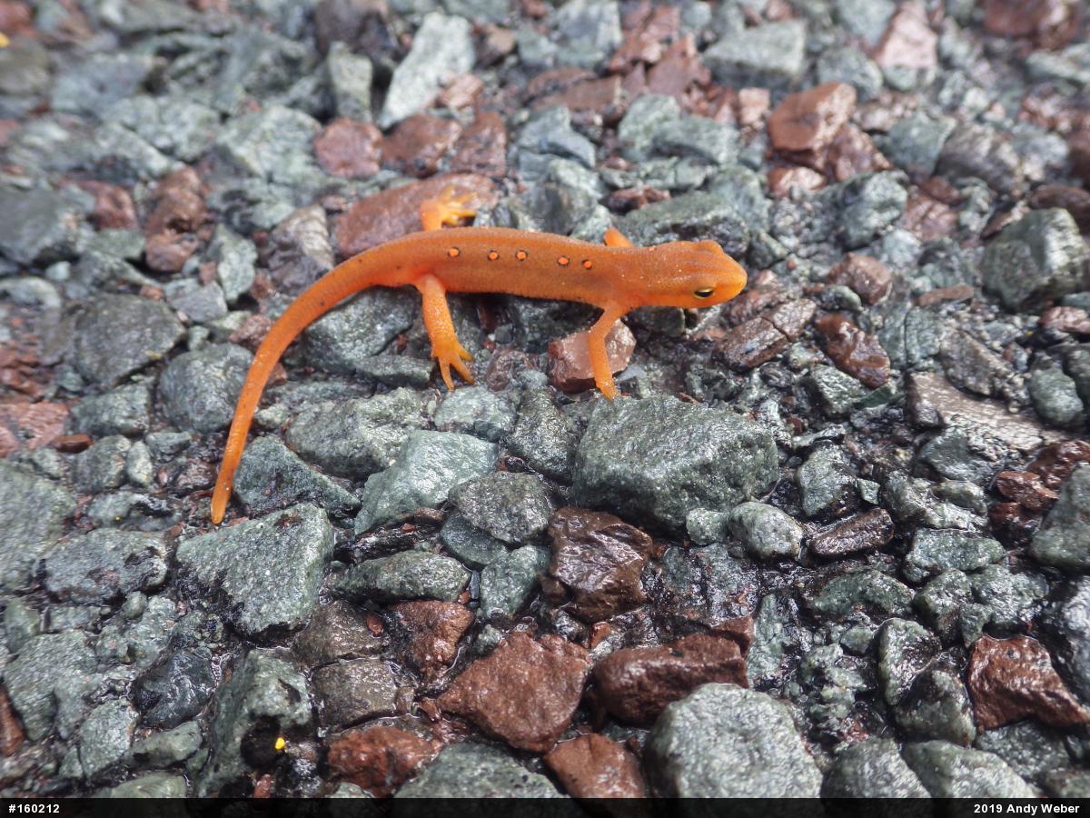 Red-spotted Newt