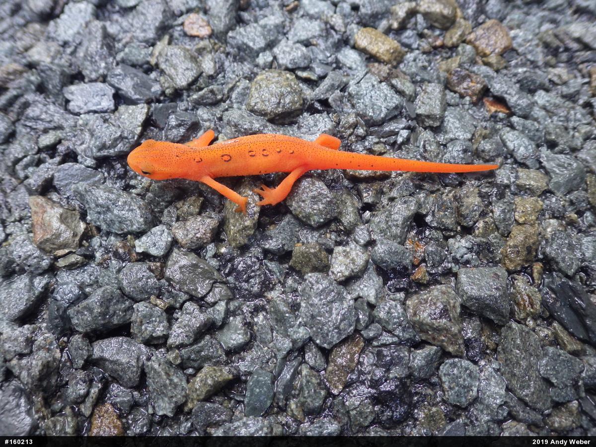 Red-spotted Newt