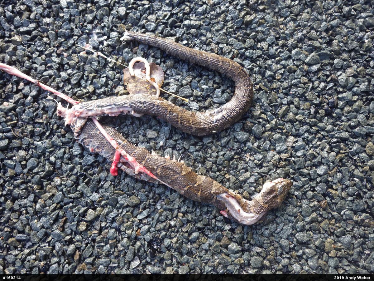 Northern Watersnake