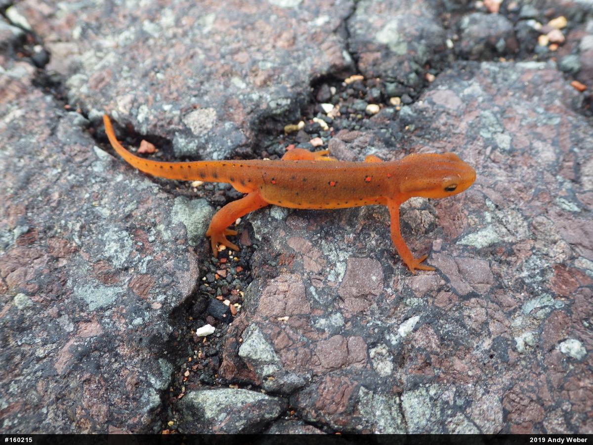 Red-spotted Newt