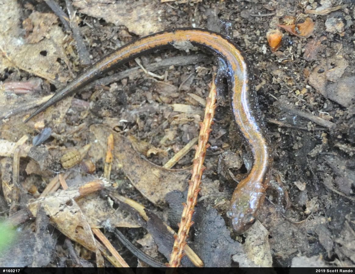 Eastern Red-backed  Salamander