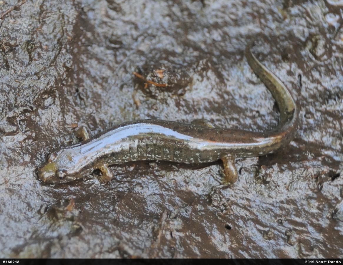 Northern Dusky Salamander