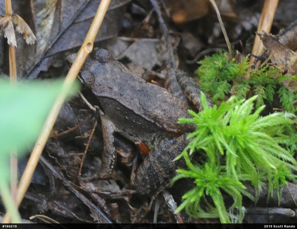 Wood Frog