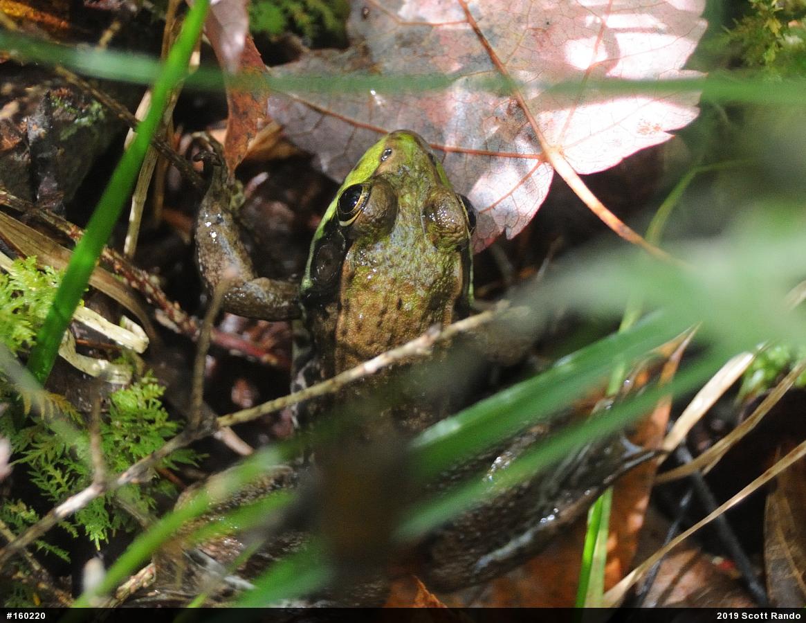 Green Frog