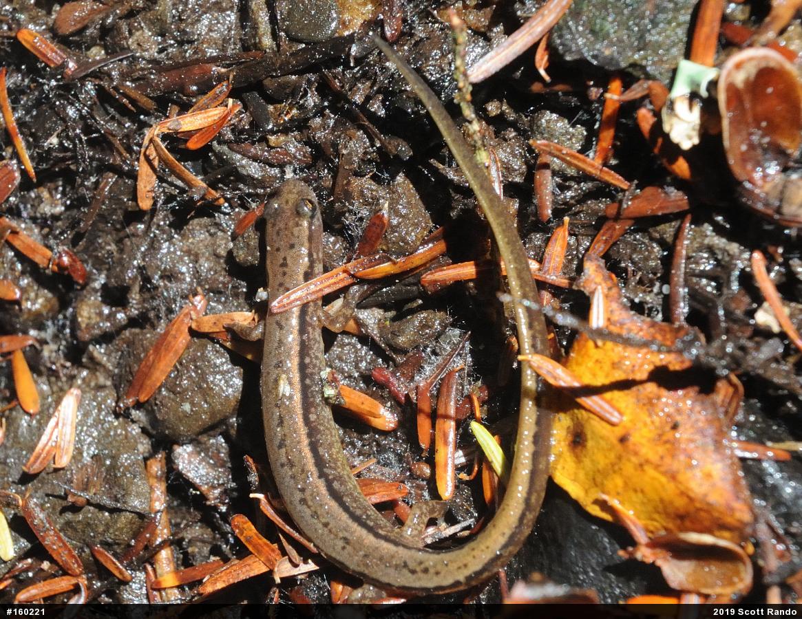 Northern Two-lined Salamander