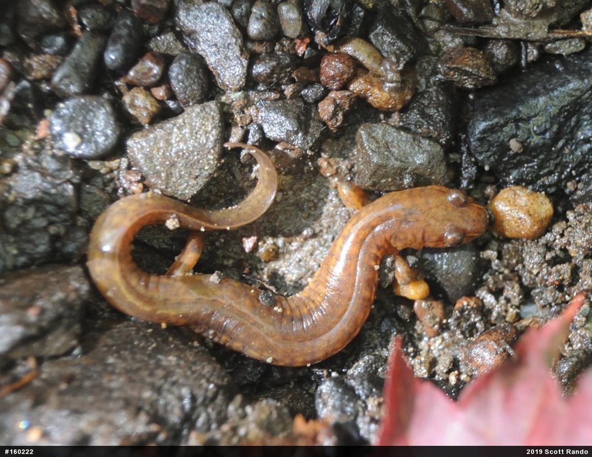 Northern Spring Salamander
