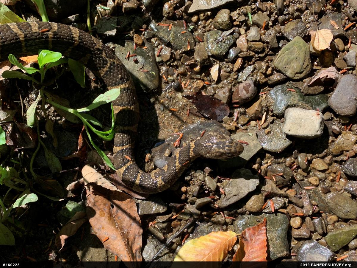 Northern Watersnake