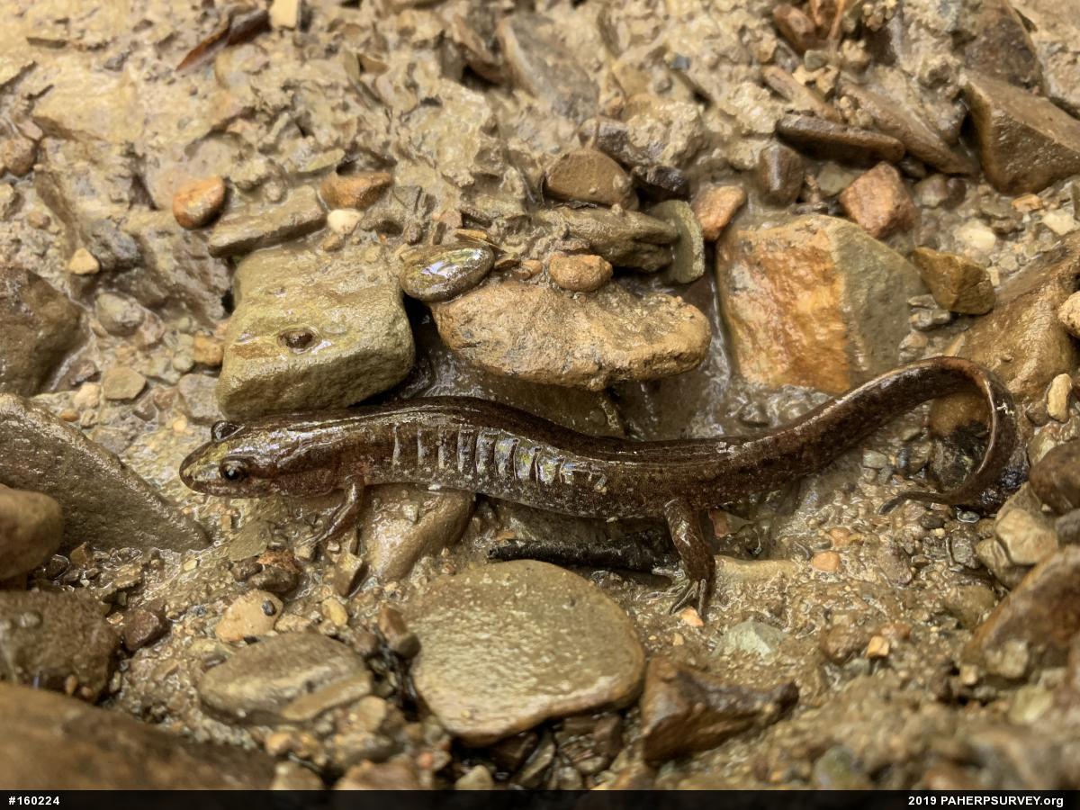 Northern Dusky Salamander