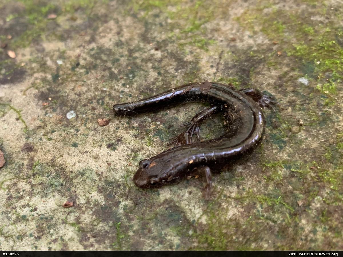 Allegheny Mountain Dusky Salamander