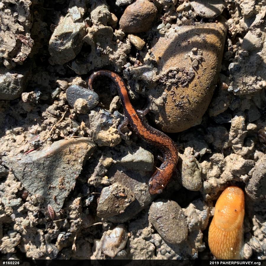 Eastern Red-backed  Salamander