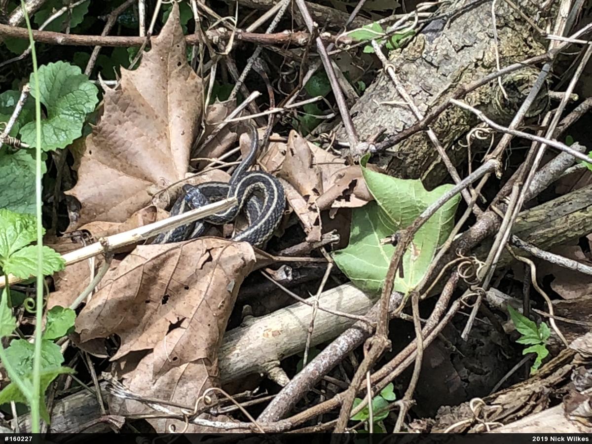 Eastern Gartersnake