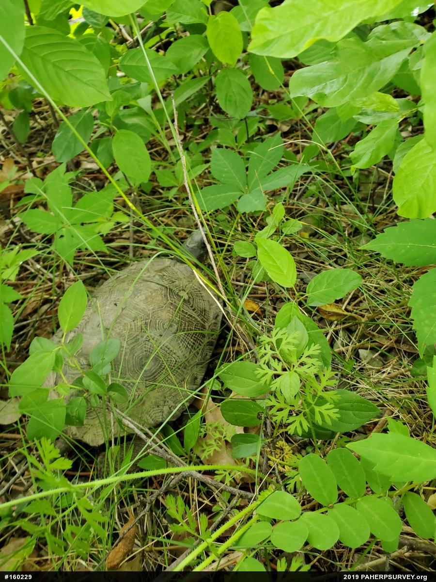 Wood Turtle